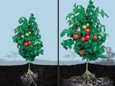 植物與土壤的交互作用─養分吸收