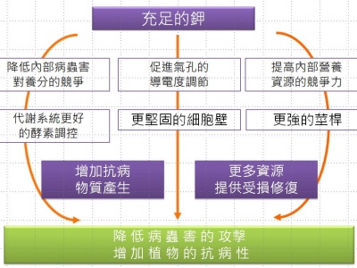 與植物健康有關的關鍵營養元素