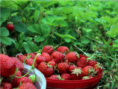 腐植酸對草莓養分吸收和生理特徵的影響