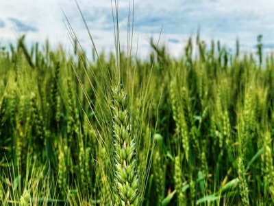 氮肥過量抑制小麥的抗氧化能力與降低麥粒的充實