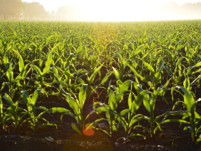 集約農業如何促進根部生長及植物健康：以玉米為例