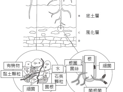 土壤微生物對農地土壤的重要性